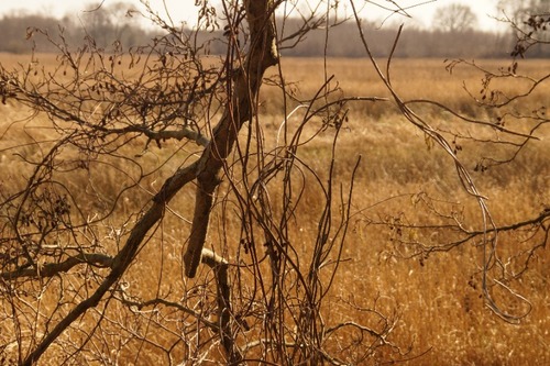 Foto bij Wildplukwandeling/high tea